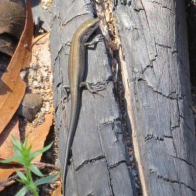 Pseudemoia entrecasteauxii (Woodland Tussock-skink) at Paddys River, ACT - 19 Mar 2020 by Christine