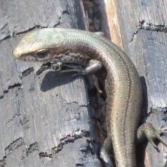 Pseudemoia entrecasteauxii at Paddys River, ACT - 19 Mar 2020