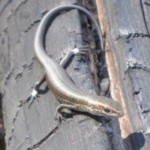 Pseudemoia entrecasteauxii at Paddys River, ACT - 19 Mar 2020