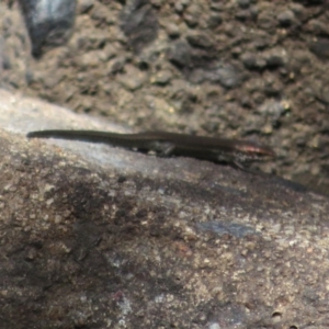 Pseudemoia entrecasteauxii at Tidbinbilla Nature Reserve - 19 Mar 2020