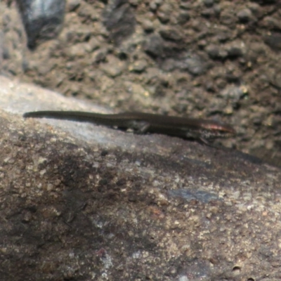 Pseudemoia entrecasteauxii (Woodland Tussock-skink) at Tidbinbilla Nature Reserve - 19 Mar 2020 by Christine