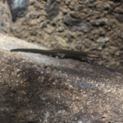 Lampropholis delicata (Delicate Skink) at Paddys River, ACT - 19 Mar 2020 by Christine