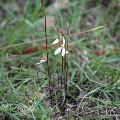 Eriochilus cucullatus (Parson's Bands) at Mongarlowe, NSW - 24 Mar 2020 by kieranh