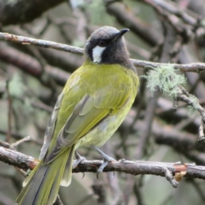 Nesoptilotis leucotis at Paddys River, ACT - 19 Mar 2020 12:30 PM