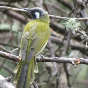 Nesoptilotis leucotis at Paddys River, ACT - 19 Mar 2020