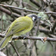 Nesoptilotis leucotis at Paddys River, ACT - 19 Mar 2020 12:30 PM