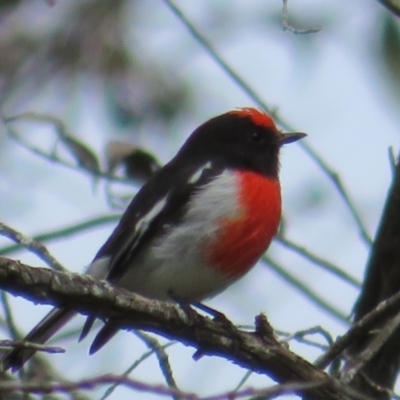 Petroica goodenovii (Red-capped Robin) at Paddys River, ACT - 19 Mar 2020 by Christine