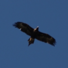 Aquila audax (Wedge-tailed Eagle) at Deakin, ACT - 20 Apr 2020 by kieranh