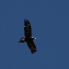 Aquila audax at Deakin, ACT - 20 Apr 2020 01:05 PM