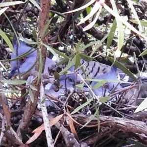 Ocyphaps lophotes at Kambah, ACT - 21 Apr 2020