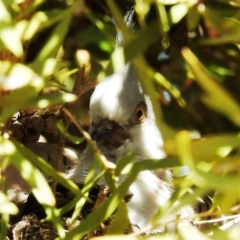 Ocyphaps lophotes at Kambah, ACT - 21 Apr 2020