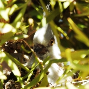 Ocyphaps lophotes at Kambah, ACT - 21 Apr 2020