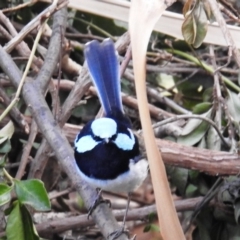 Malurus cyaneus (Superb Fairywren) at Kambah, ACT - 21 Apr 2020 by HelenCross