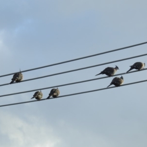 Ocyphaps lophotes at Kambah, ACT - 21 Apr 2020