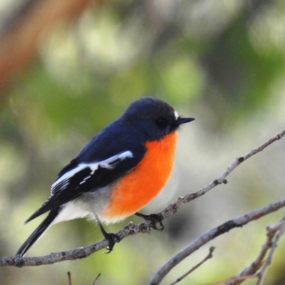 Petroica phoenicea (Flame Robin) at Rob Roy Range - 19 Apr 2020 by HelenCross
