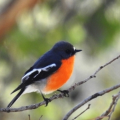 Petroica phoenicea (Flame Robin) at Tuggeranong DC, ACT - 19 Apr 2020 by HelenCross