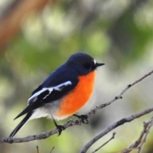 Petroica phoenicea at Tuggeranong DC, ACT - 19 Apr 2020