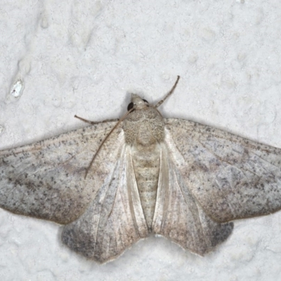Mnesampela lenaea (Rippled Gum Moth) at Ainslie, ACT - 20 Apr 2020 by jbromilow50