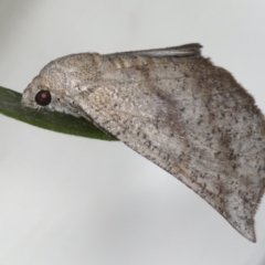 Mnesampela lenaea at Ainslie, ACT - 20 Apr 2020