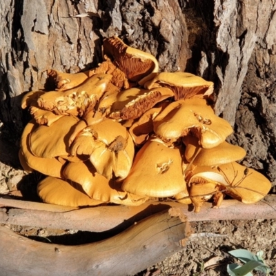 Gymnopilus junonius (Spectacular Rustgill) at Mount Painter - 20 Apr 2020 by drakes