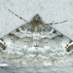 Syneora hemeropa (Ring-tipped Bark Moth) at Ainslie, ACT - 20 Apr 2020 by jbromilow50