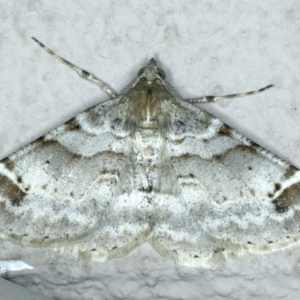 Syneora hemeropa at Ainslie, ACT - 20 Apr 2020