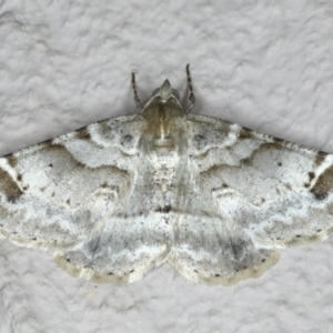 Syneora hemeropa at Ainslie, ACT - 20 Apr 2020
