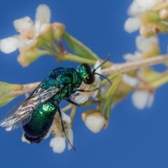 Stilbum cyanurum (Large Cuckoo Wasp) at Dunlop, ACT - 7 Mar 2014 by Bron