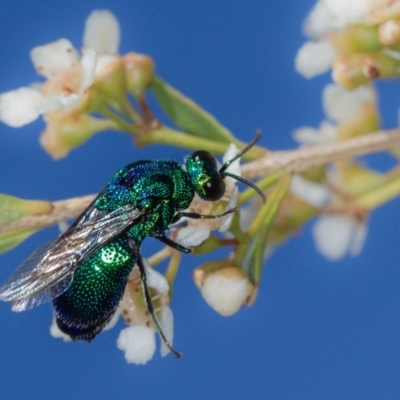 Stilbum cyanurum (Large Cuckoo Wasp) at Dunlop, ACT - 7 Mar 2014 by Bron