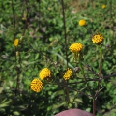 Bidens pilosa (Cobbler's Pegs, Farmer's Friend) at Dunlop, ACT - 21 Apr 2020 by pinnaCLE