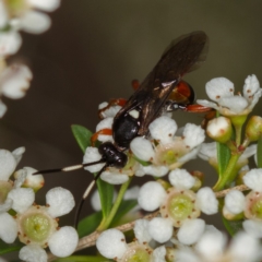Ichneumon promissorius (Banded caterpillar parasite wasp) at Dunlop, ACT - 7 Mar 2014 by Bron