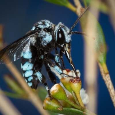 Thyreus caeruleopunctatus (Chequered cuckoo bee) at Dunlop, ACT - 7 Mar 2014 by Bron