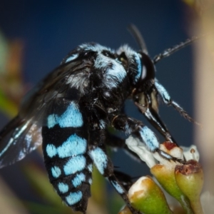 Thyreus caeruleopunctatus at Dunlop, ACT - 7 Mar 2014