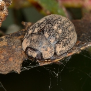 Trachymela sp. (genus) at Dunlop, ACT - 1 Oct 2014