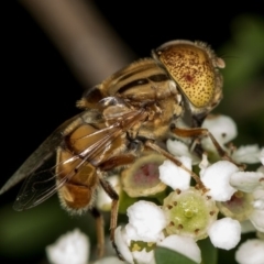 Eristalinus punctulatus (Golden Native Drone Fly) at West Belconnen Pond - 16 Jan 2015 by Bron