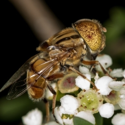 Eristalinus punctulatus (Golden Native Drone Fly) at West Belconnen Pond - 16 Jan 2015 by Bron