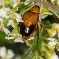 Phyllotocus macleayi (Nectar scarab) at West Belconnen Pond - 16 Jan 2015 by Bron