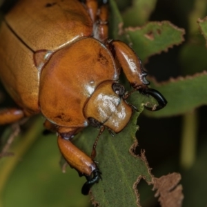 Anoplognathus montanus at Dunlop, ACT - 16 Jan 2015 12:54 PM