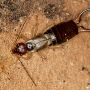 Forficula auricularia at Dunlop, ACT - 16 Jan 2015 12:56 PM