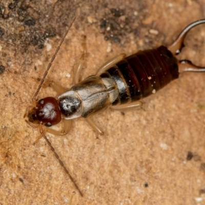 Forficula auricularia (European Earwig) at Dunlop, ACT - 16 Jan 2015 by Bron