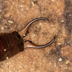 Forficula auricularia at Dunlop, ACT - 16 Jan 2015 12:56 PM