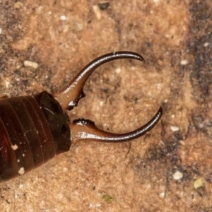 Forficula auricularia at Dunlop, ACT - 16 Jan 2015 12:56 PM