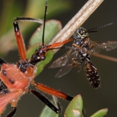 Gminatus australis (Orange assassin bug) at Dunlop, ACT - 16 Jan 2015 by Bron