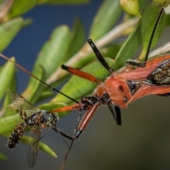 Gminatus australis at Dunlop, ACT - 16 Jan 2015 01:03 PM