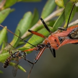 Gminatus australis at Dunlop, ACT - 16 Jan 2015