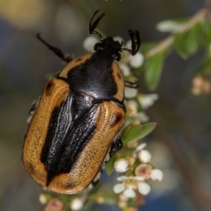 Chondropyga dorsalis at West Belconnen Pond - 16 Jan 2015