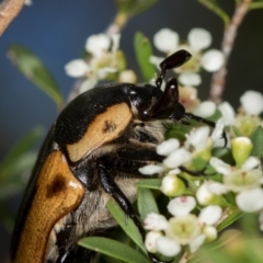 Chondropyga dorsalis at West Belconnen Pond - 16 Jan 2015 01:19 PM