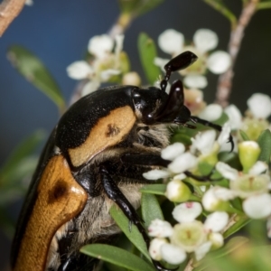 Chondropyga dorsalis at West Belconnen Pond - 16 Jan 2015