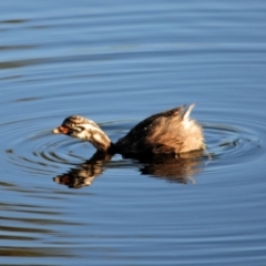 Tachybaptus novaehollandiae (Australasian Grebe) at Hughes, ACT - 20 Apr 2020 by Harrisi