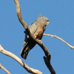 Callocephalon fimbriatum (Gang-gang Cockatoo) at Federal Golf Course - 20 Apr 2020 by Harrisi